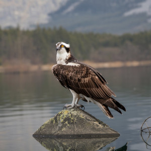 Imagem destacada de uma Águia Pesqueira de post do Blog das Aves