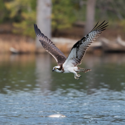 Imagem principal de uma Águia Pesqueira referente a post do Blog das Aves