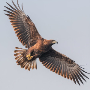 Imagem destacada de uma águia real de post do Blog das Aves