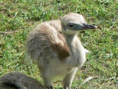 Imagem destacada de um filhote de ema do Blog das Aves