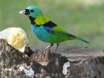Imagem da ave saíra sete cores do Blog das Aves 