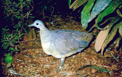 Imagem destacada da ave inhambu-galinha do post do Blog das Aves