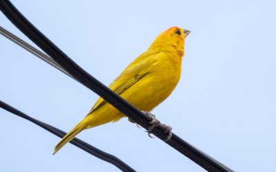 Imagem destacada da ave canário da terra verdadeiro do post do Blog das Aves.