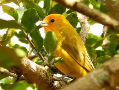 Imagem da ave canário da terra verdadeiro do post do Blog das Aves 