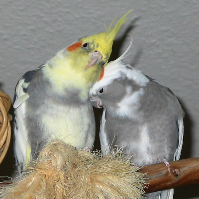 Imagem de um casal de calopsita do Blog das Aves