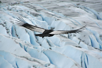 Imagem de destaque do Blog da Aves de um condor dos andes.