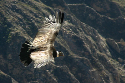 Imagem do Blog das Aves de um condor dos andes.