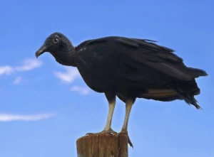 Imagem destacada de um urubu de cabeça preta do Blog das Aves