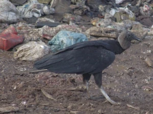 Imagem de um urubu de cabeça preta do Blog das Aves