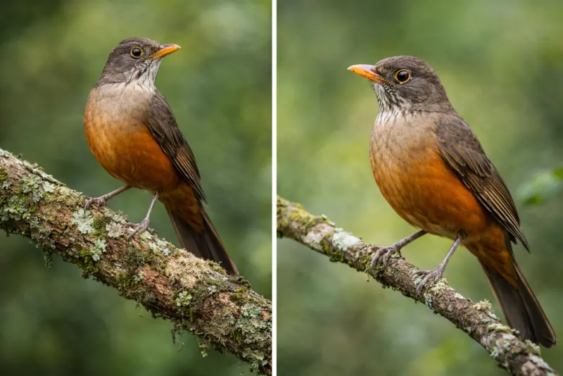 Imagem do Blog das Aves de dois sabiá-laranjeira (Turdus rufiventris) em repouso no galho da árvore.