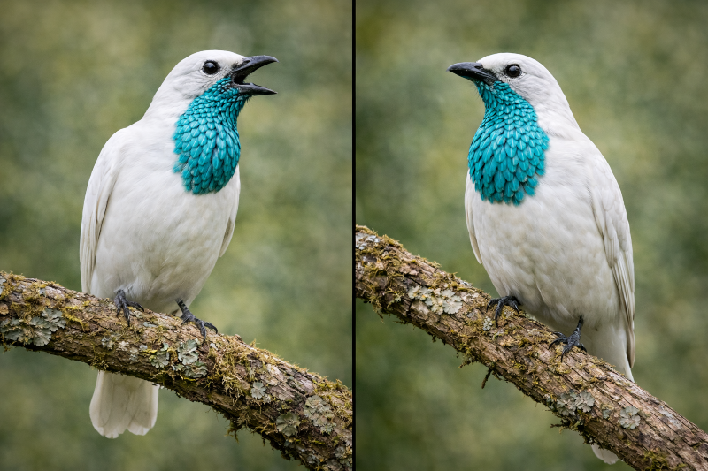 Imagem do Blog das Aves de uma Araponga na floresta.