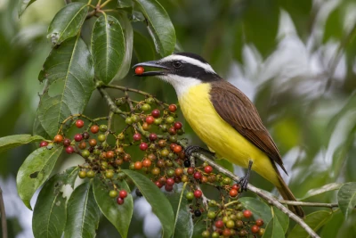 Bem-te-vi (Pitangus sulphuratus) alimentando-se de frutos em ambiente natural, pousado entre a vegetação brasileira.