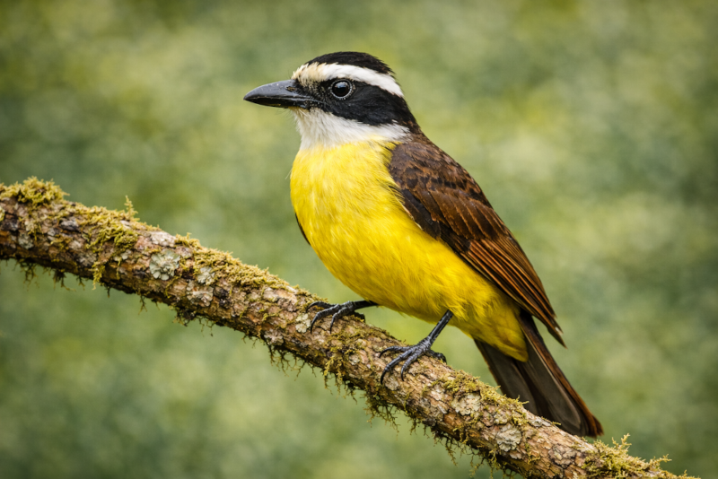 Bem-te-vi (Pitangus sulphuratus) pousado em um galho em ambiente natural, exibindo sua plumagem amarela e máscara facial característica.
