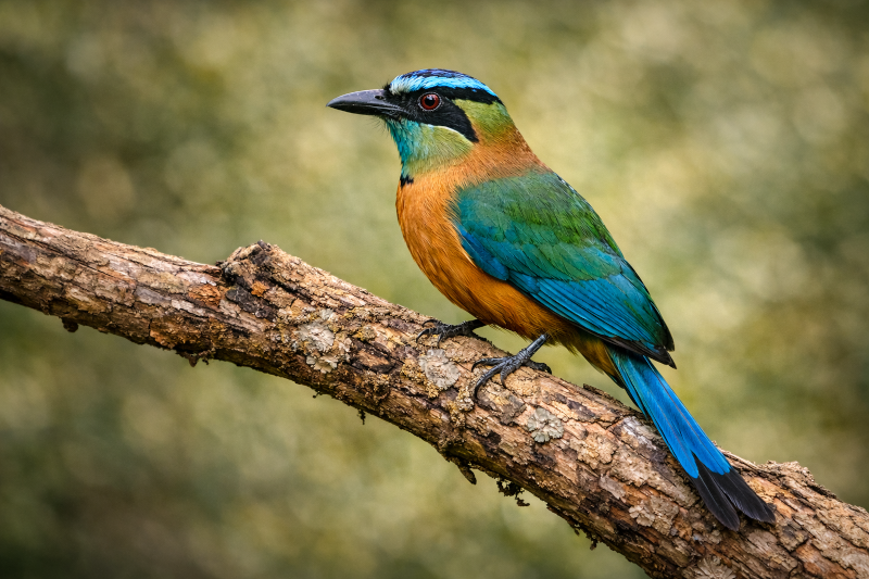 Imagem destacada do Blog das Aves de um Udu-de coroa-azul.
