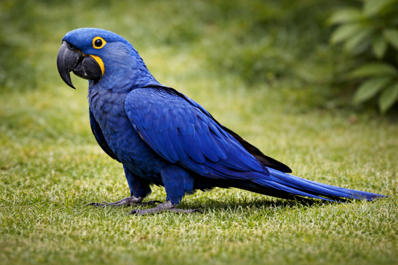 Imagem do Blog das Aves do post Arara-azul-grande.