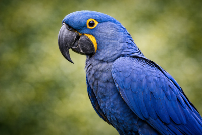 Imagem destacada do Blog das Aves de uma Arara-azul-grande.