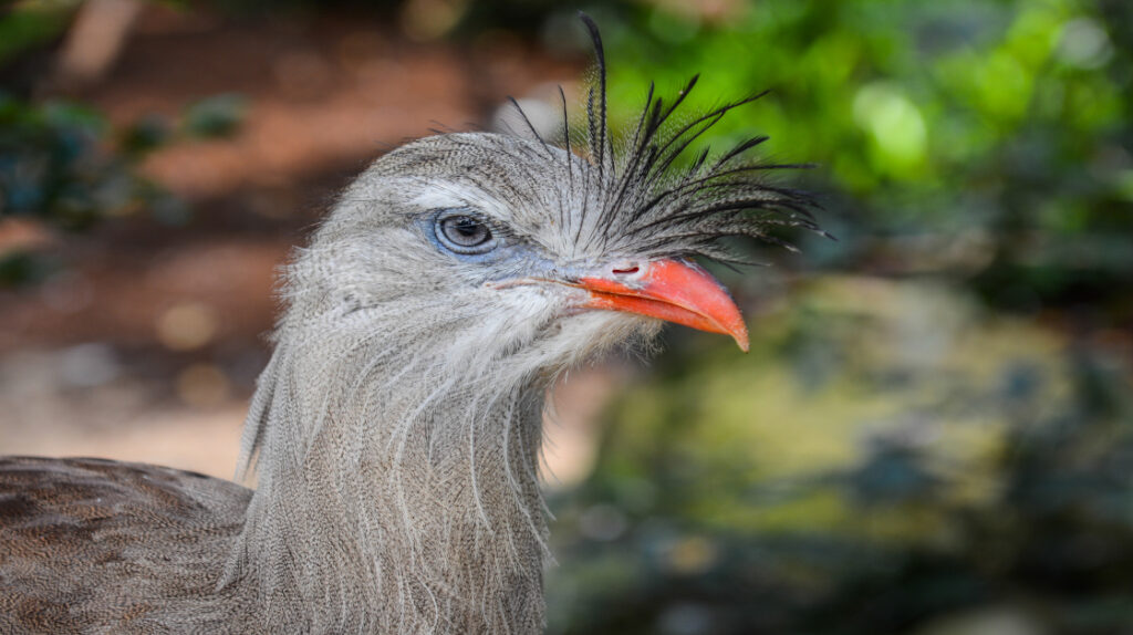 Imagem destacada do Blog das Aves de uma Seriema de perna vermelha.