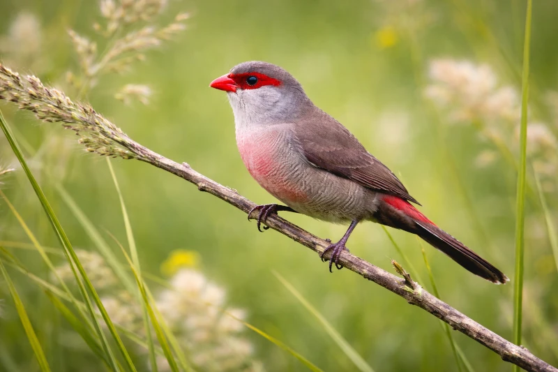 Bico-de-lacre-comum (Estrilda astrild) com bico vermelho e plumagem acinzentada pousado em galho.