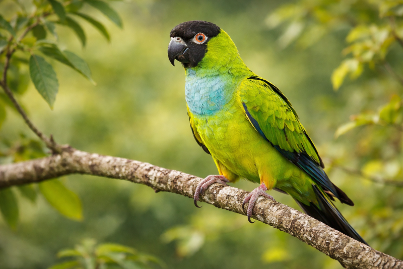Periquito-de-cabeça-preta (Aratinga nenday) com plumagem colorida, na floresta.