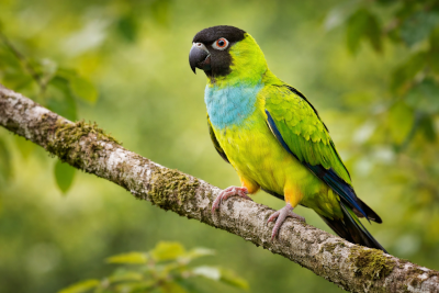 Periquito-de-cabeça-preta (Aratinga nenday) com plumagem colorida, na floresta.