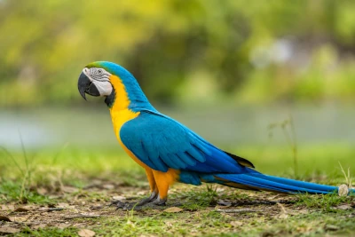 Arara-canindé (Ara ararauna) andando na relva, exibindo a plumagem azul e amarela característica da espécie em ambiente natural.