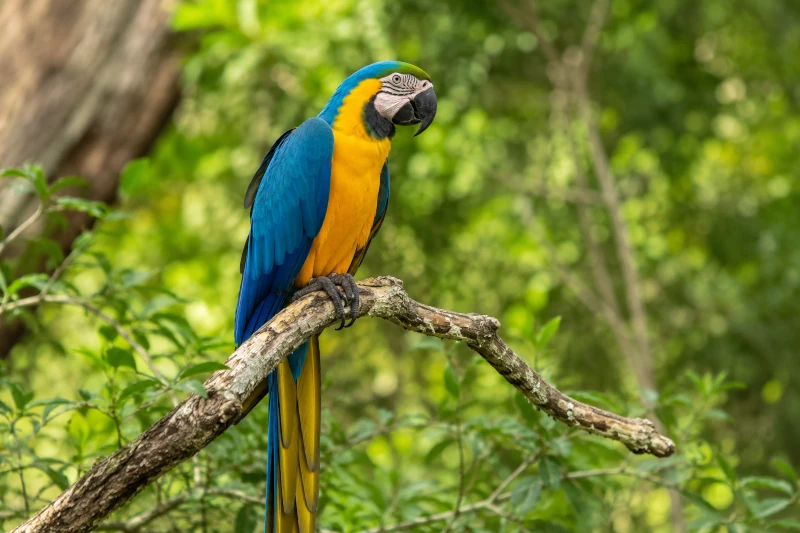Arara-canindé (Ara ararauna) pousada em um galho, exibindo a plumagem azul e amarela característica da espécie em ambiente natural.