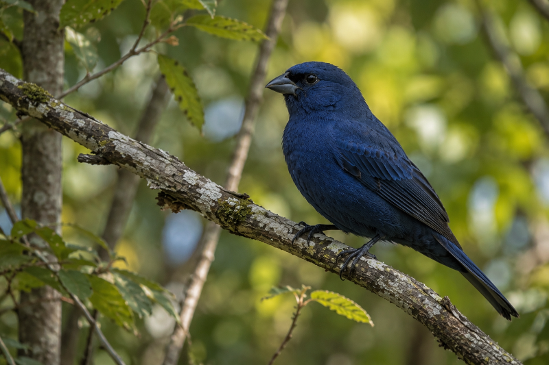 Azulão (Cyanoloxia brissonii) macho pousado em um galho, exibindo a intensa plumagem azul e o bico robusto característicos da espécie em ambiente natural brasileiro.