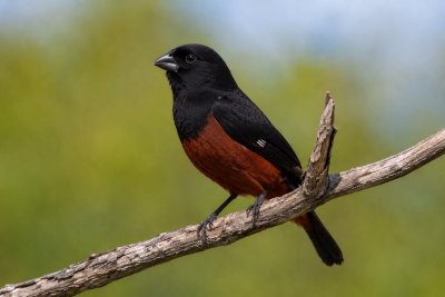 Curió (Sporophila angolensis) macho empoleirado em um galho, exibindo a plumagem preta e marrom característica da espécie.