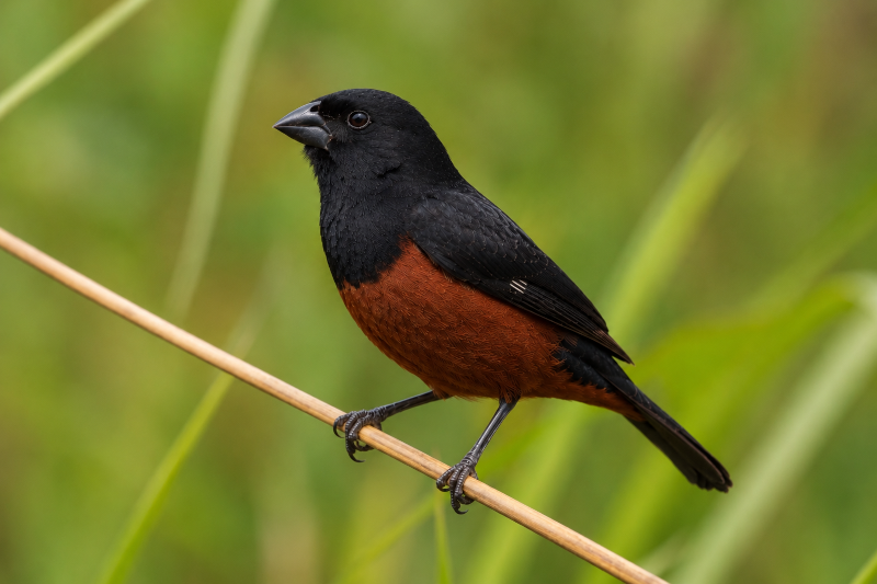 Curió (Sporophila angolensis) macho em um galho fino na mata, com sua plumagem preta e marrom e a beleza da espécie.