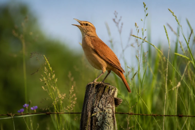 João-de-barro (Furnarius rufus) cantando em um toco de arvore no meio do mato, marcando seu território.