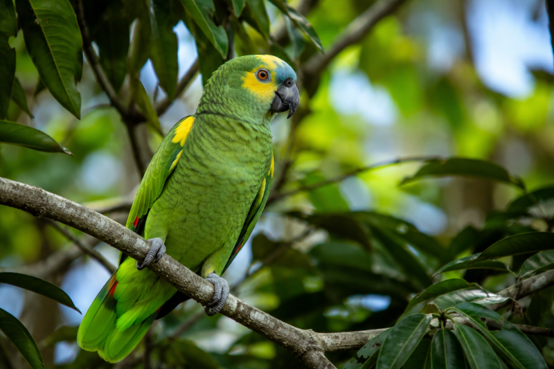 Papagaio-verdadeiro (Amazona aestiva) pousado em um galho entre a vegetação nativa brasileira, com plumagem verde, testa azul, manchas amarelas na face e fundo desfocado em ambiente natural.
