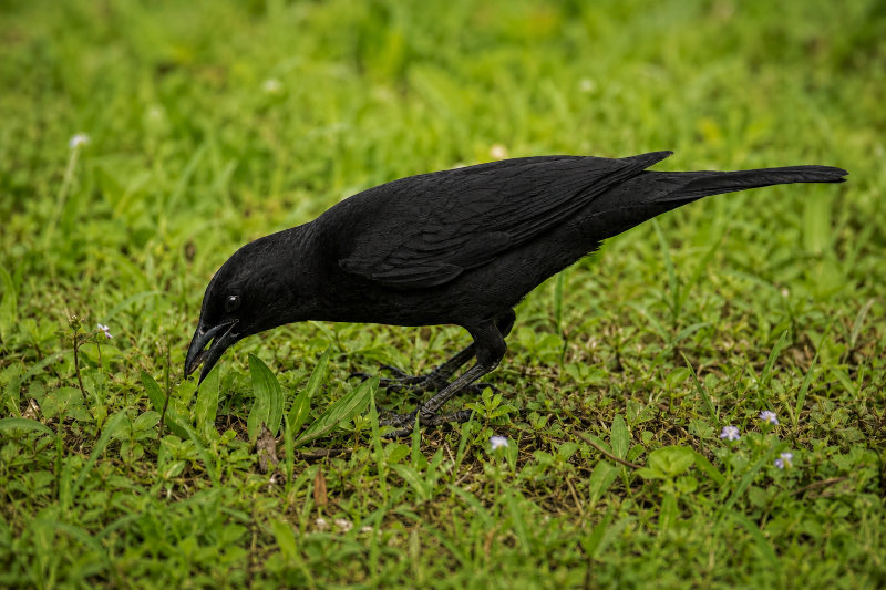 Passáro-preto (Gnorimopsar chopi) procurando alimento sobre a relva em seu habitat natural, com plumagem preta brilhante e postura típica de forrageamento.