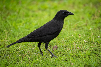 Passáro-preto (Gnorimopsar chopi) andando sobre a relva em seu habitat natural, com plumagem preta e postura típica de forrageamento.