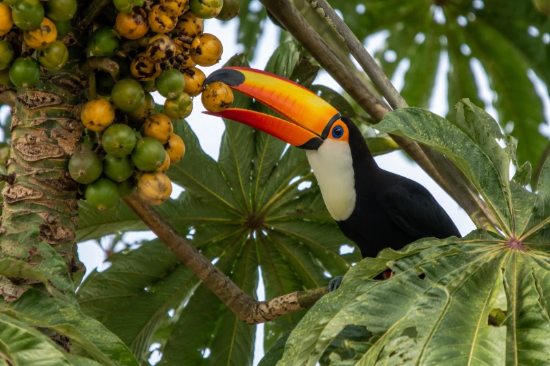 Tucano-toco (Ramphastos toco) visto de perfil completo enquanto se alimenta de frutos de embaúba em ambiente natural, com fundo desfocado e iluminação natural.